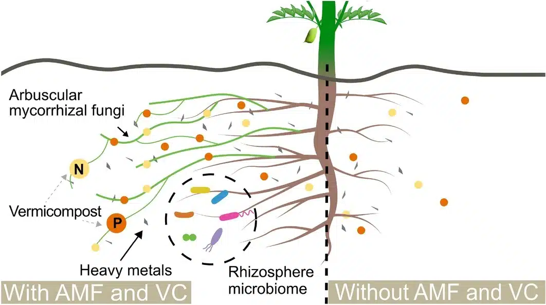 The Relationship Between Chickpea Plants (cp), Arbuscular Mycorrhizae (amf), And Vermicompost (vc) In The Rhizosphere.