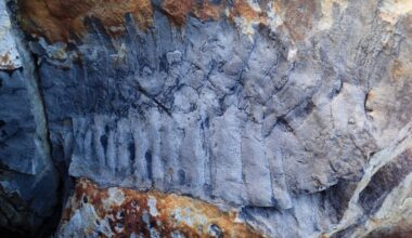 This Giant Arthropod Kept One Major Secret For 300 Million Years