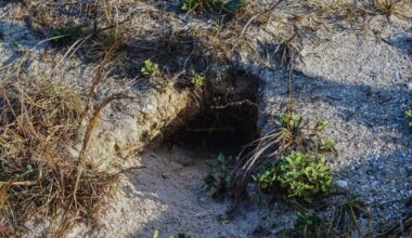 This Land Was Left For Dead, Until Scientists Dropped These Underground Creatures On It, Now It’s Covered With 40,000 Plants