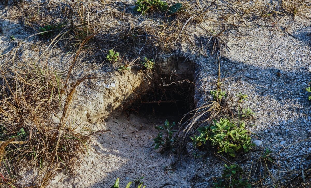 This Land Was Left For Dead, Until Scientists Dropped These Underground Creatures On It, Now It’s Covered With 40,000 Plants