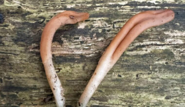 UK records first sighting of rare fungus in protected woodland