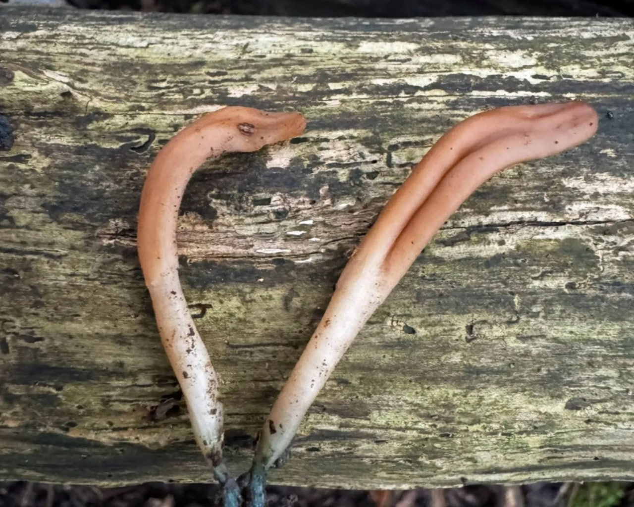 UK records first sighting of rare fungus in protected woodland