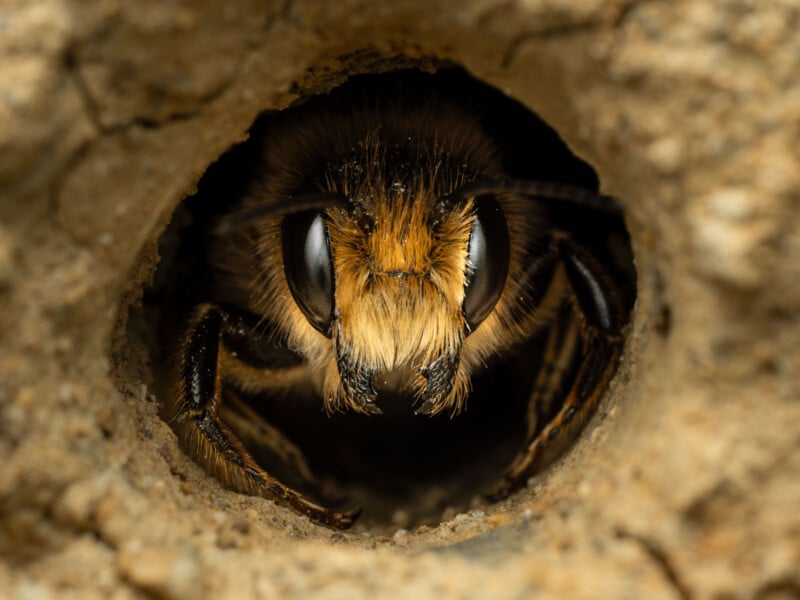 A close-up of a bee peering out from the entrance of its nest in a hole in the ground, showing detailed eyes, antennae, and fuzzy head surrounded by brown soil.