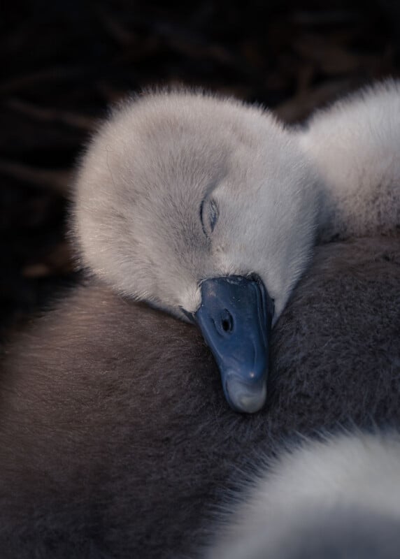 A close-up of a fluffy gray cygnet sleeping with its eyes closed and head resting on its soft body, set against a dark, blurred background.