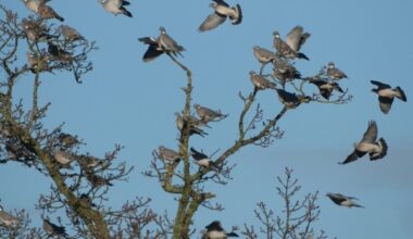 BASC criticises Defra for quarry species consultation