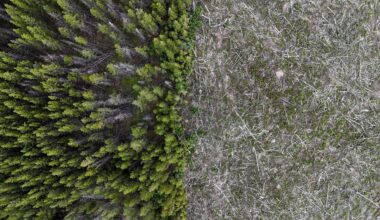 Drax to stop burning B.C. wood pellets for U.K. energy: A significant milestone for the climate