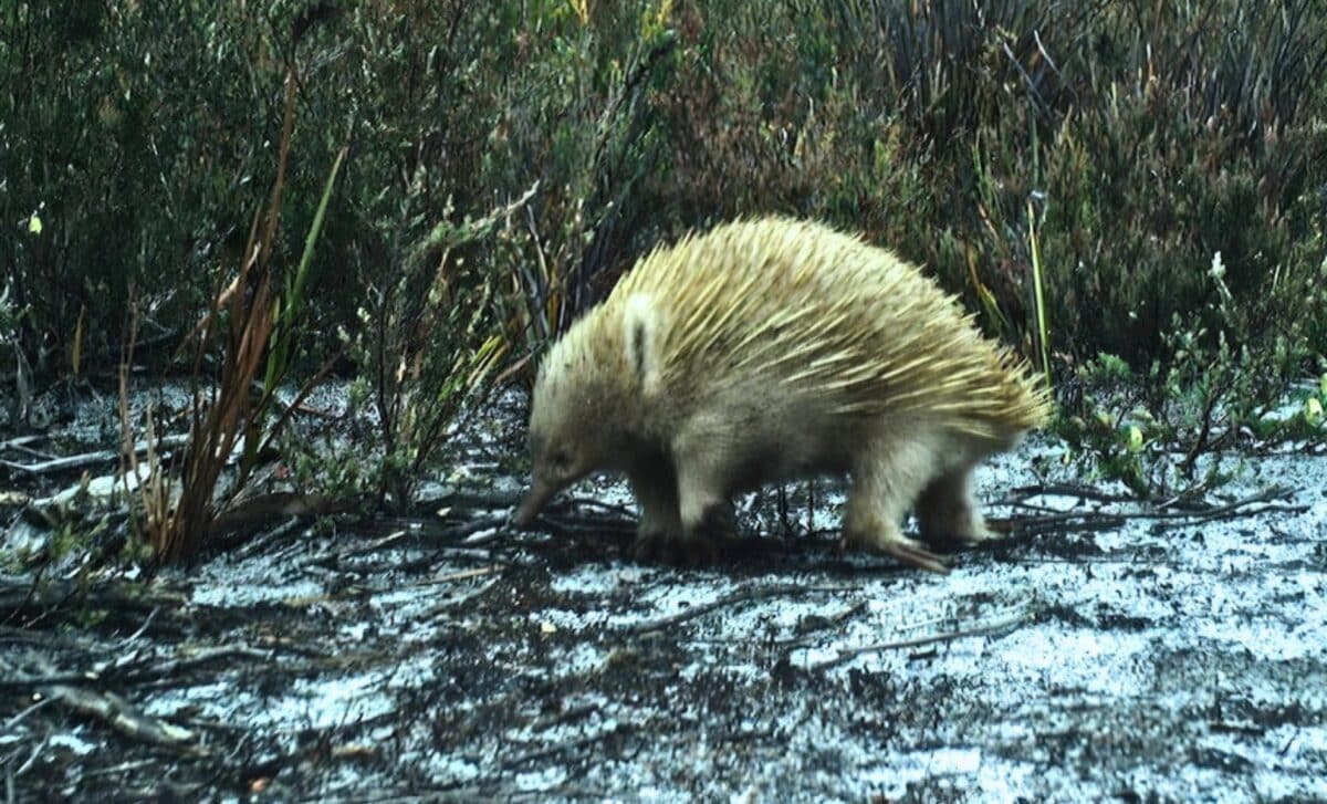 White Echidna And Rare Dunnart Captured On Cameras On Truwana Cape Barren Island