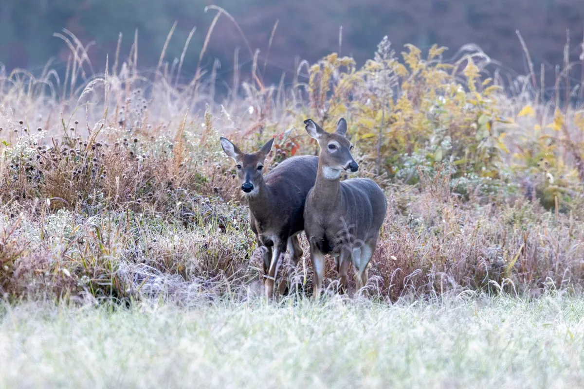 Deer in Great Smoky Mountains National Park