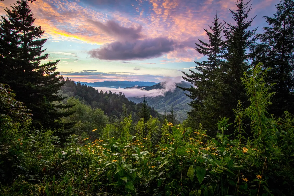 Wildflowers in Great Smoky Mountains