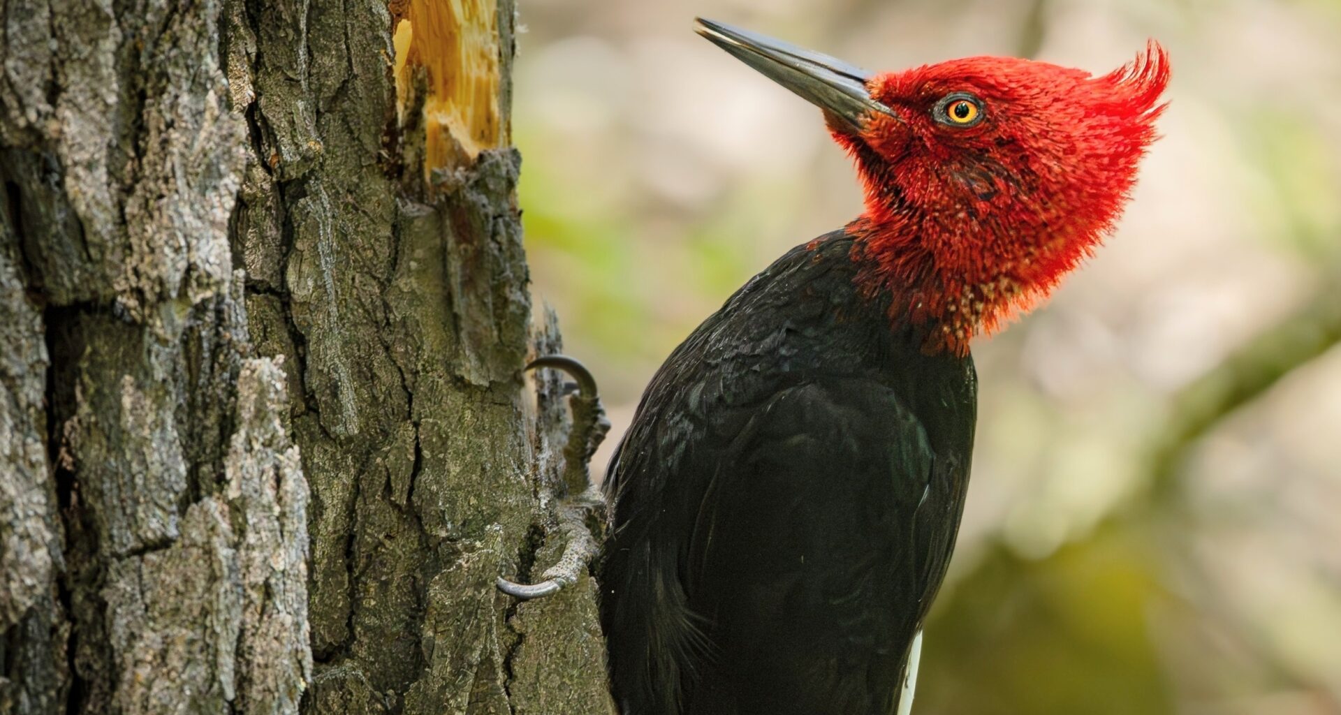 Why woodpeckers don’t get brain damage from hammering