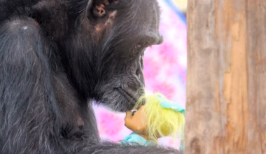 Punch the monkey isn’t alone in bonding with his emotional support toy - The Washington Post