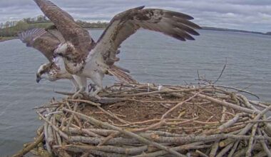Unwelcome rival chased off as osprey season at Rutland Water starts