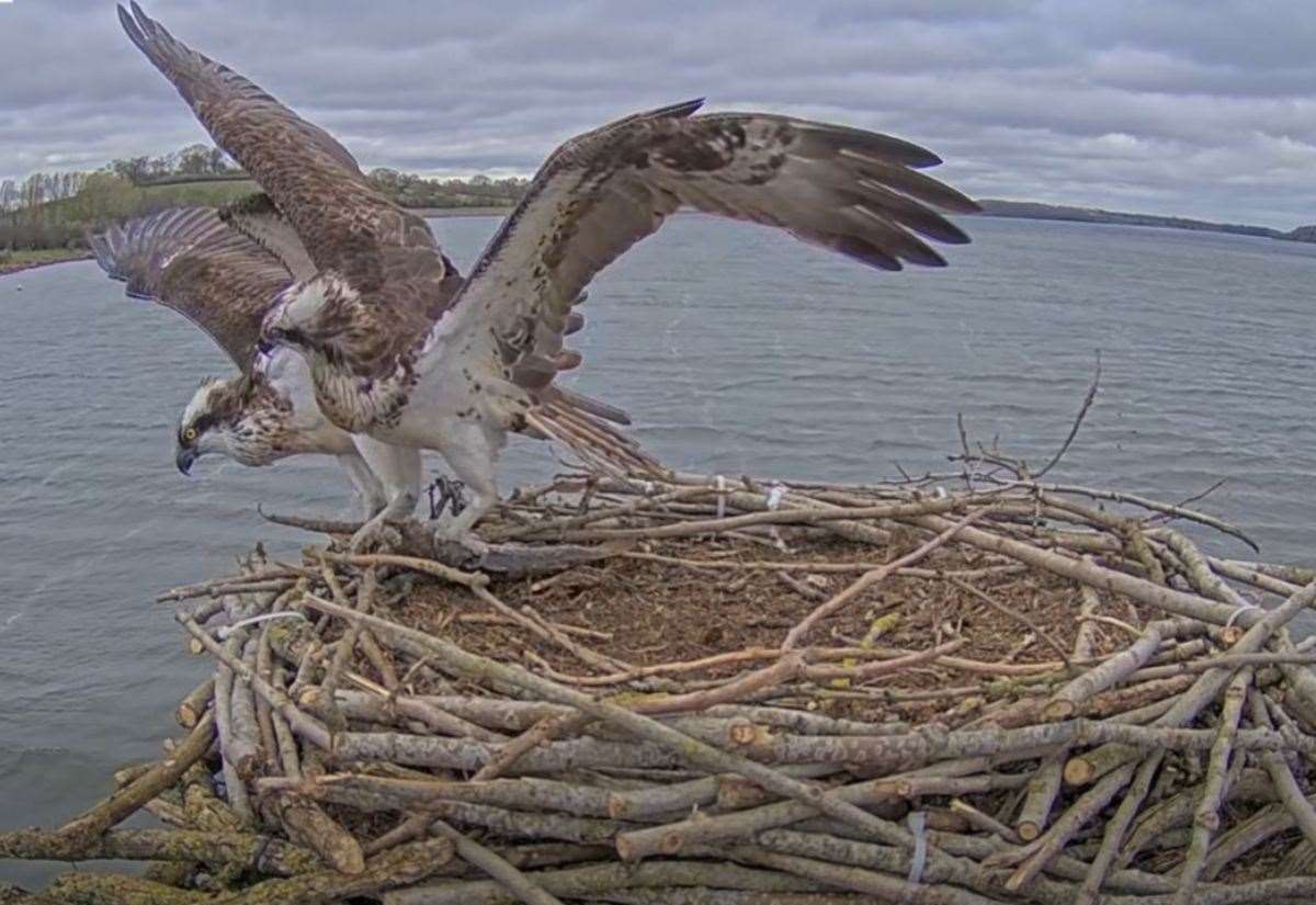 Unwelcome rival chased off as osprey season at Rutland Water starts