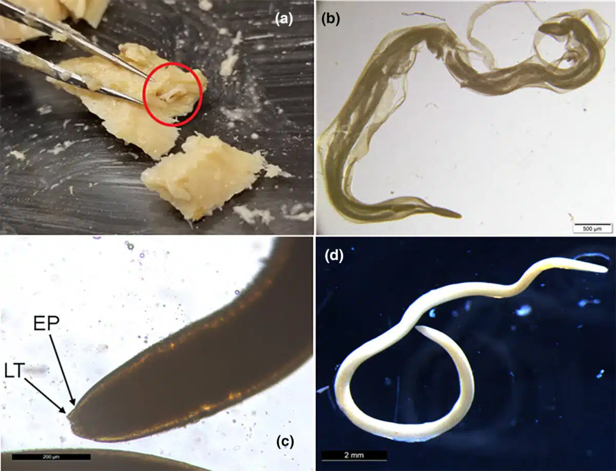 (a) Nematode In Canned Salmon Muscle. (b) Cleared But Degraded Specimen. (c) Preserved Anisakid Nematode.