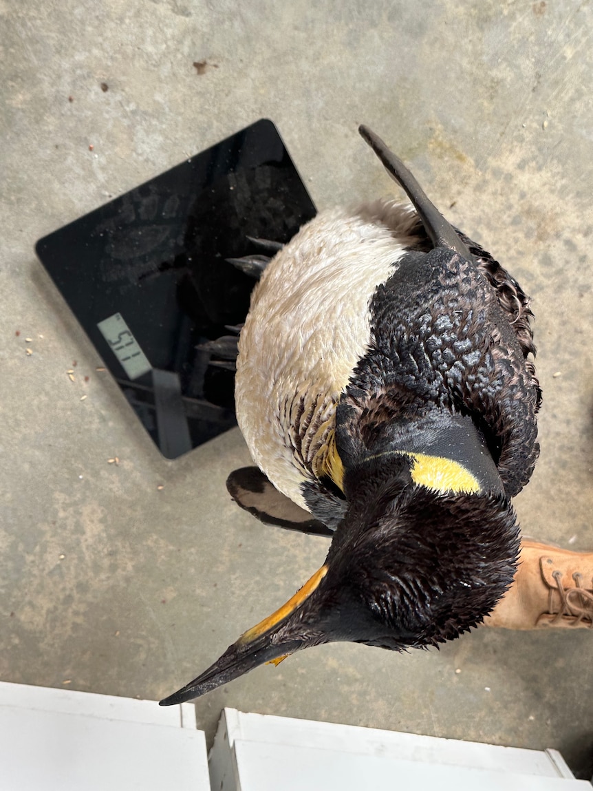 A penguin on weight scales. 