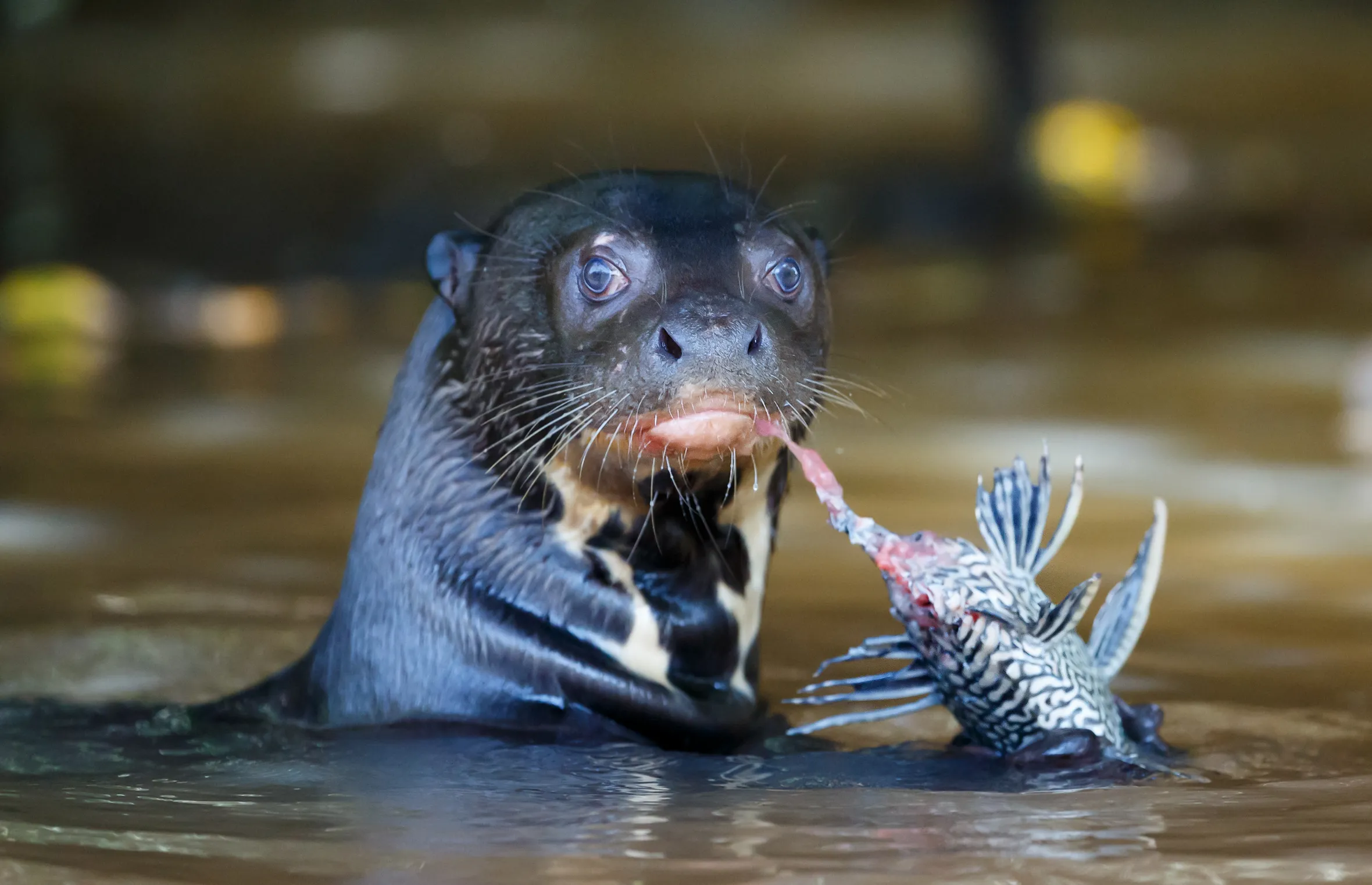 Giant otter eating a fish.