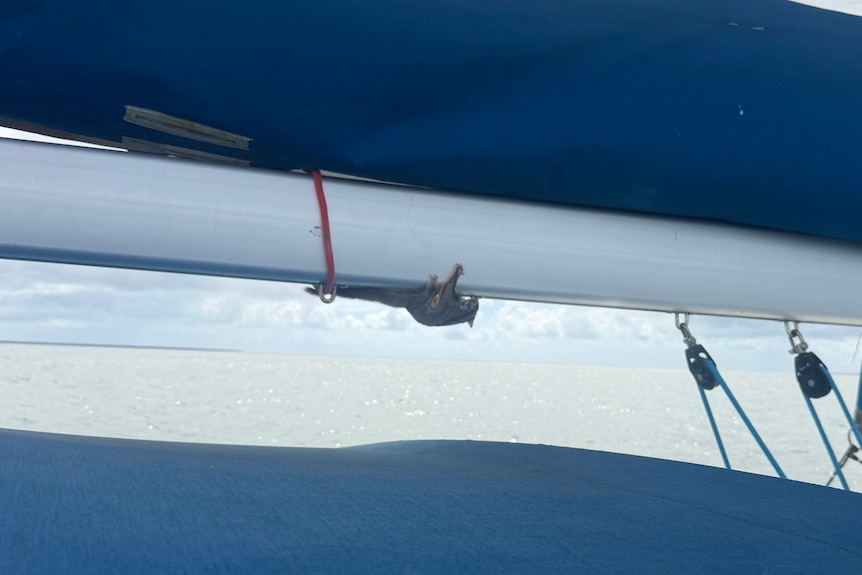 A sugar glider clinging onto a boat upside down with water in the background.