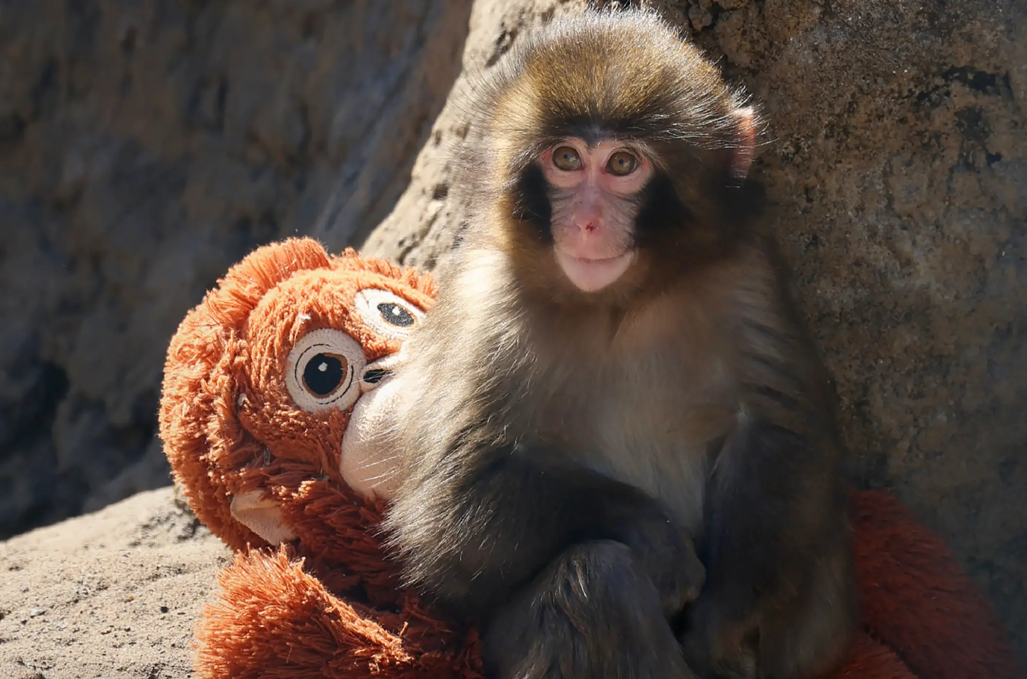 A psychologist has shared her thoughts on the Punch the monkey social media craze (JIJI PRESS / AFP via Getty Images) / Japan OUT)