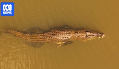 Steve Irwin made totemic crocodile Old Faithful famous. Recently laws may have been broken in its capture