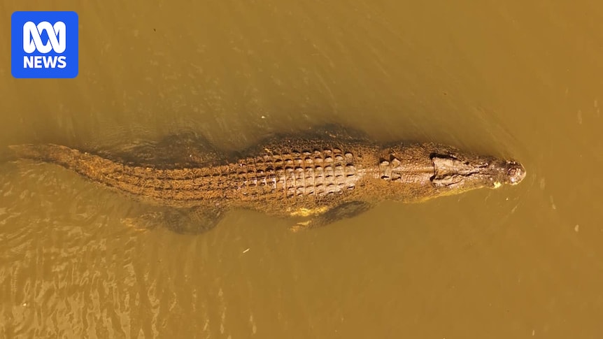 Steve Irwin made totemic crocodile Old Faithful famous. Recently laws may have been broken in its capture