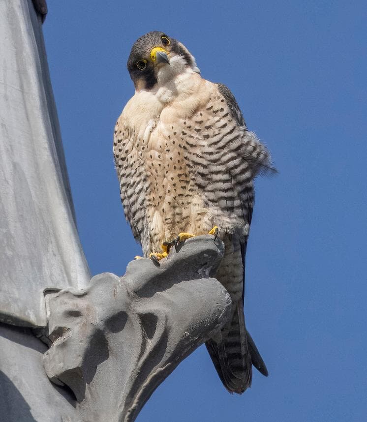 Clyde is one of the birds calling the spire home.