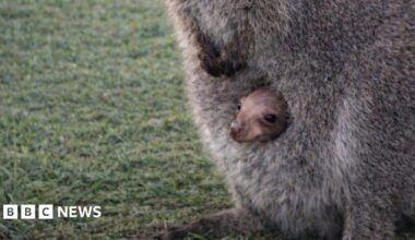 A small baby wallaby peeking out of its mothers pouch