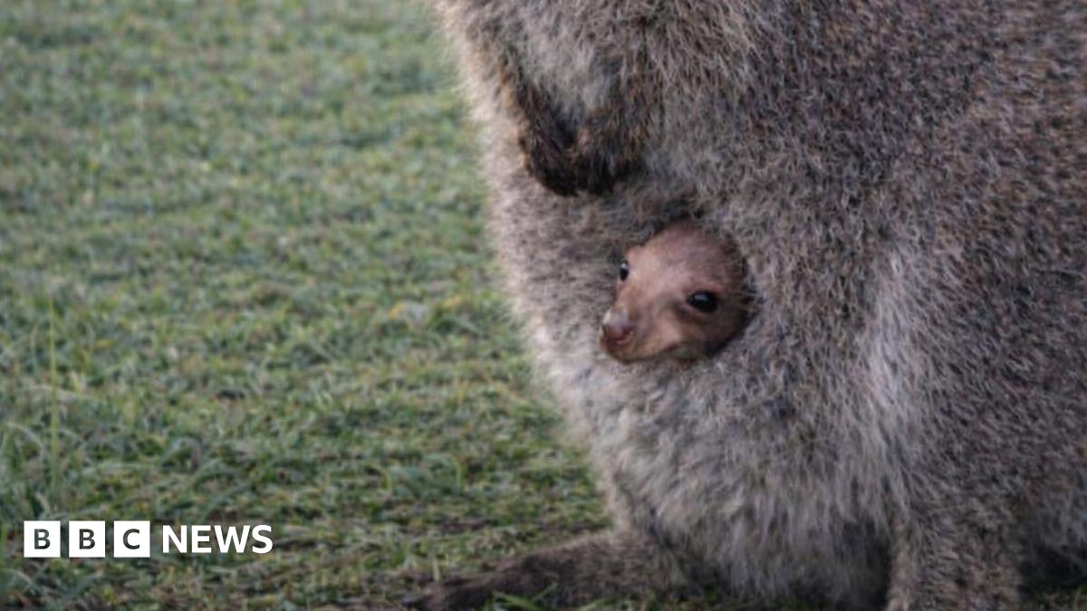 A small baby wallaby peeking out of its mothers pouch