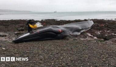 A man is smiling towards camera he's wearing a blue short sleeved T.shirt. He's kneeling behind a blow up dolphin. The dolphin is closer to the camera. It's grey with a cream flank. It's resting on sand. A large harbour wall is in the background and you can see blue sky in the right top corner of the photo.