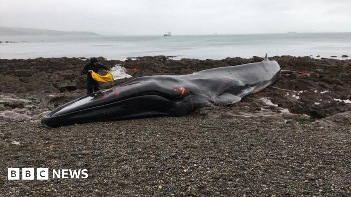 A man is smiling towards camera he's wearing a blue short sleeved T.shirt. He's kneeling behind a blow up dolphin. The dolphin is closer to the camera. It's grey with a cream flank. It's resting on sand. A large harbour wall is in the background and you can see blue sky in the right top corner of the photo.