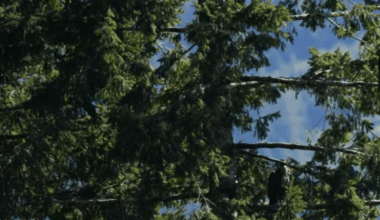 After 100 Years, A Rare Species Is Finally Back Nesting On California Tribal Land