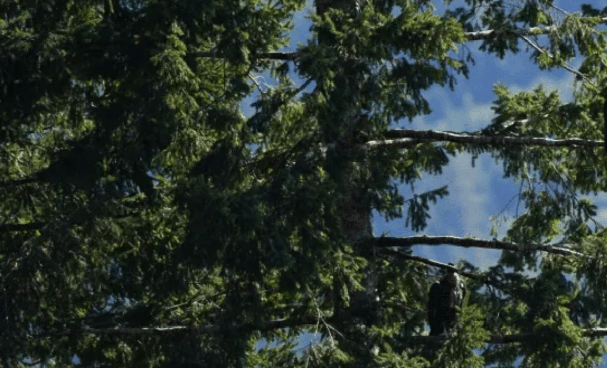 After 100 Years, A Rare Species Is Finally Back Nesting On California Tribal Land