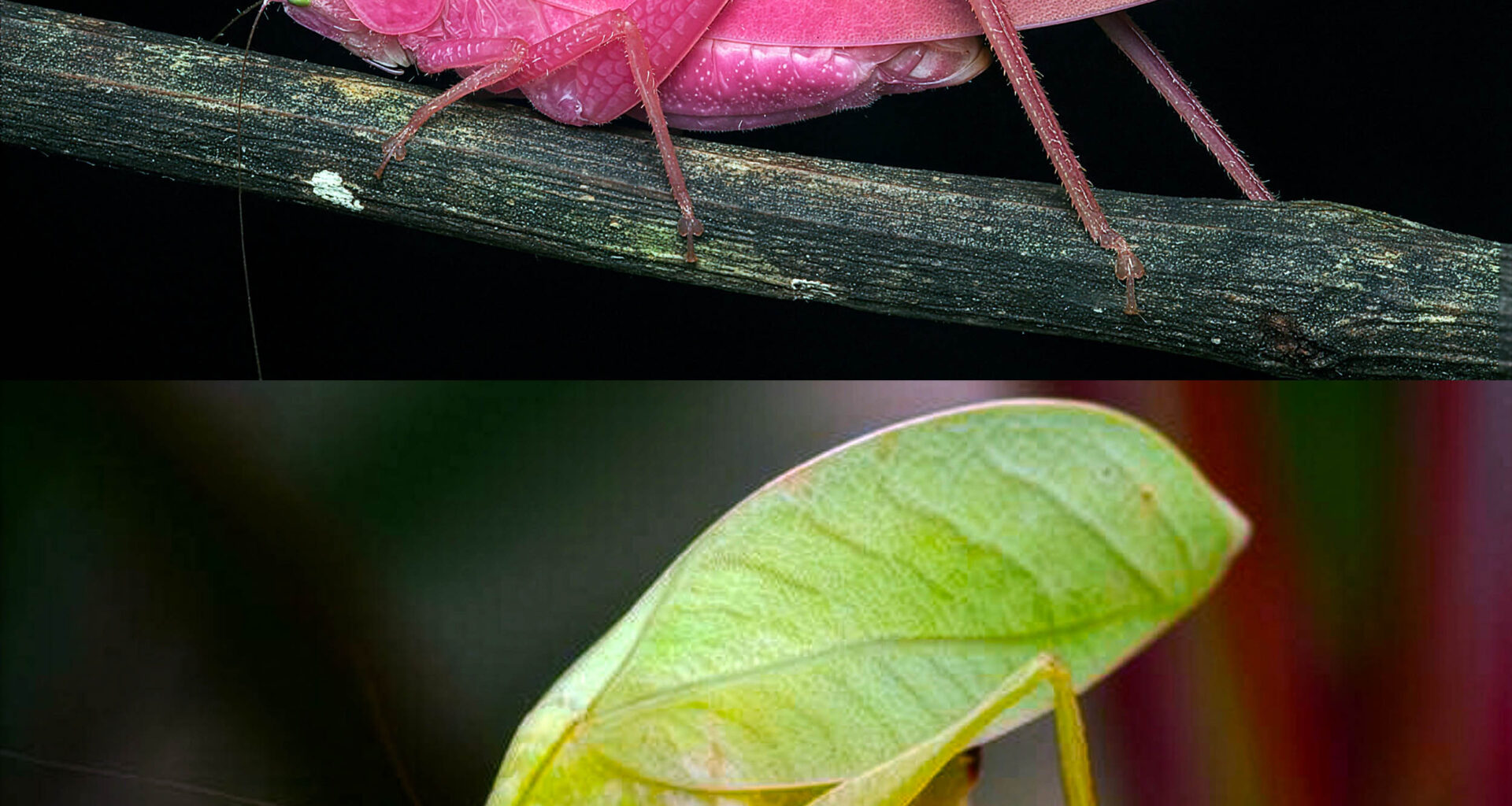 Amazing insect slowly changes colors from bright pink to green