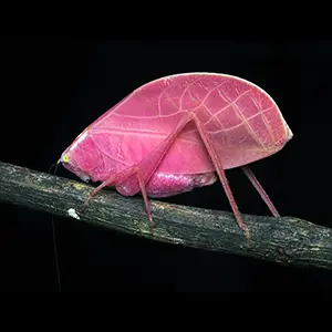Intense hot pink morph of an adult female Arota festae. Photographed at 23:32 on March 27, 2025 on Barro Colorado Island, Panama. Photo credit: Zeke W. Rowe