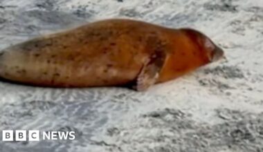 Brown seal lying on a beach, facing away from the camera