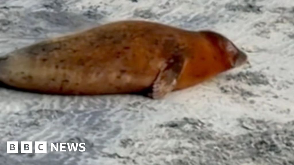 Brown seal lying on a beach, facing away from the camera