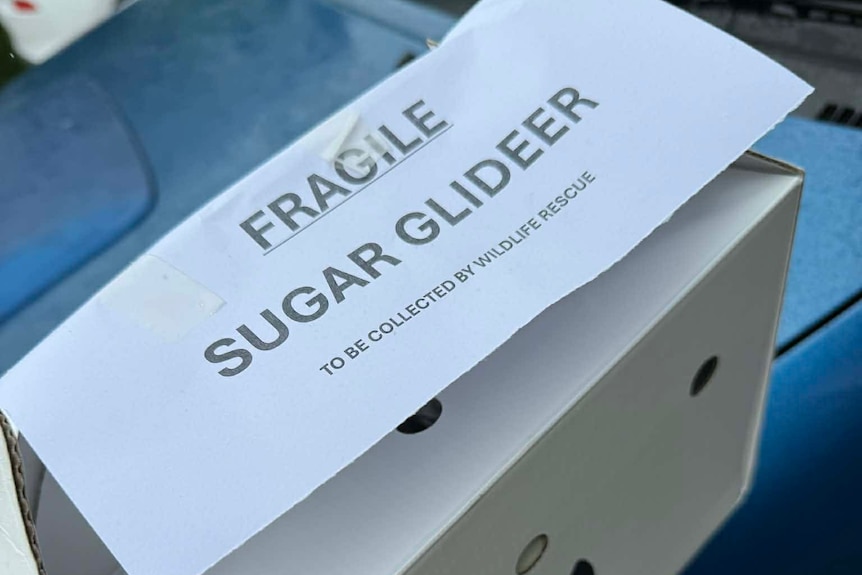 Wildlife Rescue Queensland 10