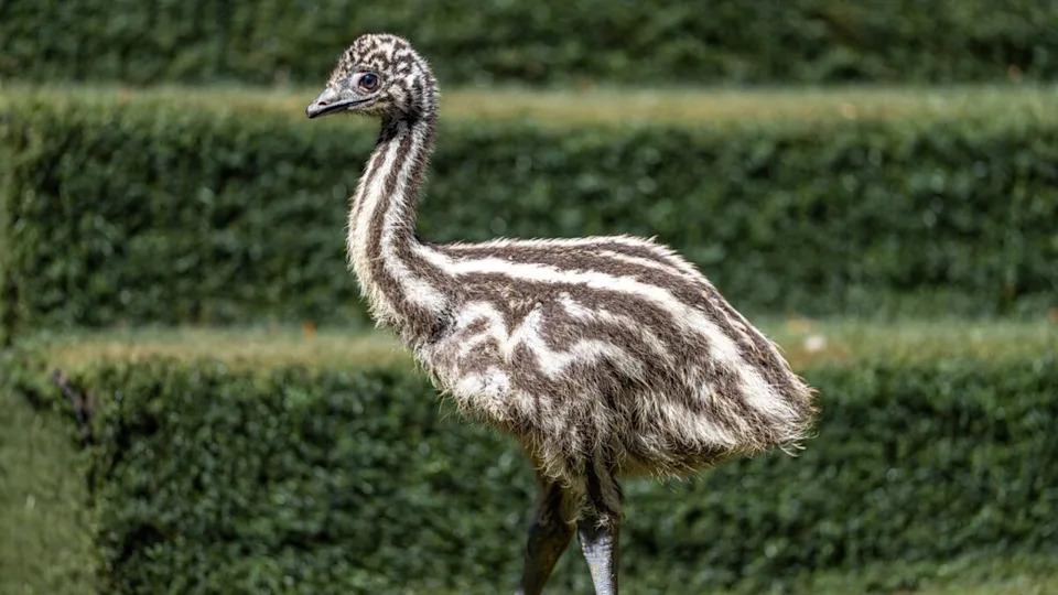 A close-up of a baby emu.Image via Shutterstock/FotografoObstinado