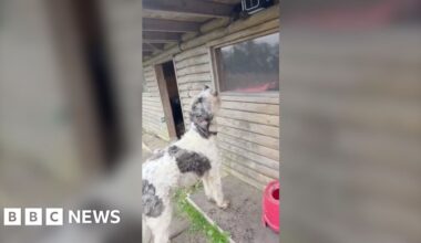 A large, fluffy dog with white and dark patches is standing outside a wooden cabin-like structure, looking upward toward a window or object above it. The ground around the dog appears muddy, and there is a red container or bucket nearby.