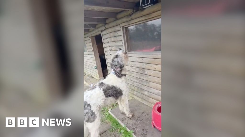 A large, fluffy dog with white and dark patches is standing outside a wooden cabin-like structure, looking upward toward a window or object above it. The ground around the dog appears muddy, and there is a red container or bucket nearby.