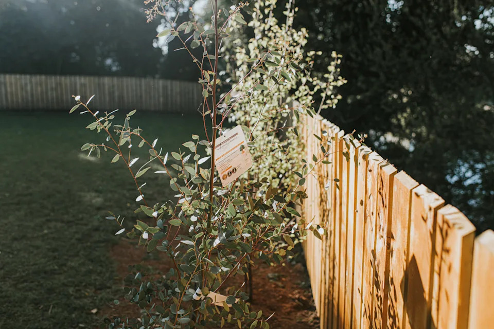 A new Eucalyptus sapling, still holding its label, has been bought and planted in a garden against a fence.