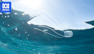 How an Irukandji jellyfish the size of a fingernail causes 'unimaginable pain'