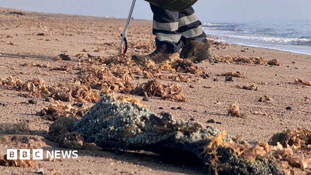 A close-up of the feet of a council worker collecting nurdles from the beach in Skegness. A large clump is visible in the foreground of the image with a stretch of beach and the sea in the background.
