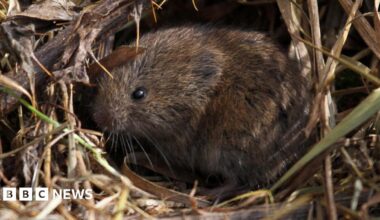 A field vole nestled in grass. The vole is brown and has small black eyes.