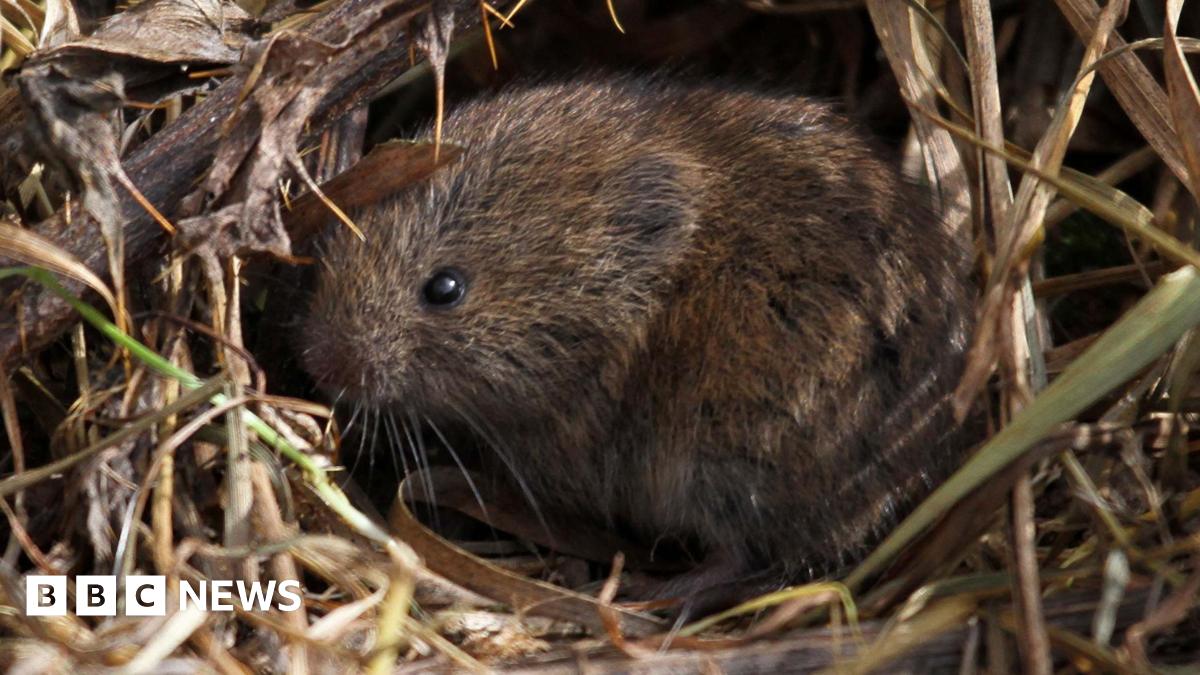 A field vole nestled in grass. The vole is brown and has small black eyes.