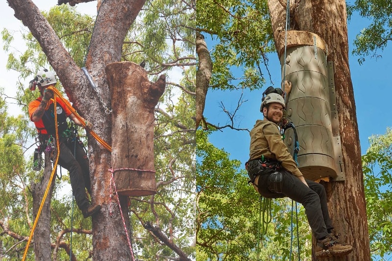 Composite of arborists with large wooden nesting hollow and resin nesting hollow.