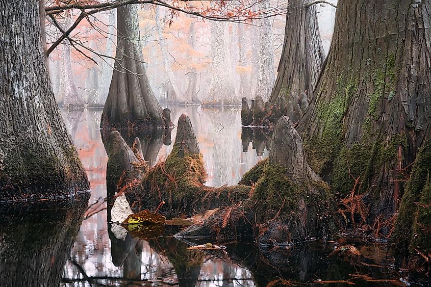 Chicot State Park, Louisiana.