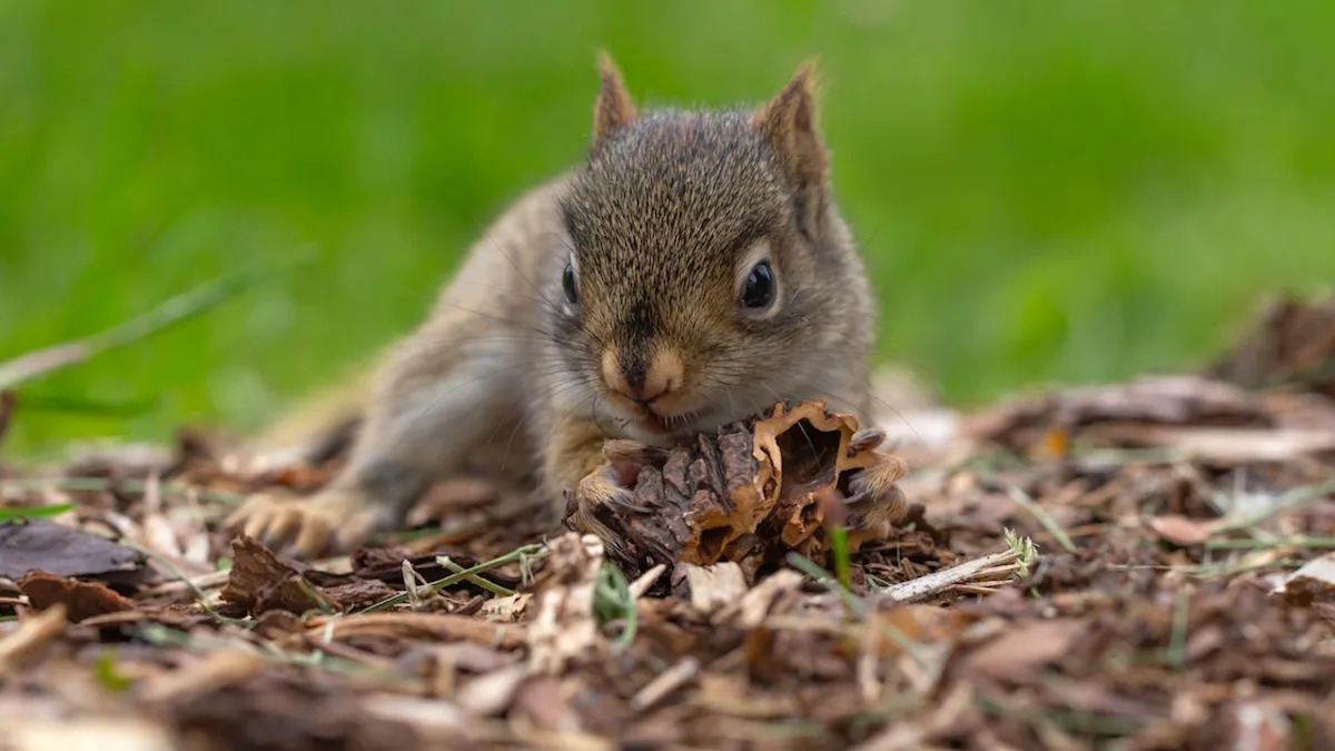 Mama Squirrel's Emotional Reunion With Her Missing Baby Has People Sobbing