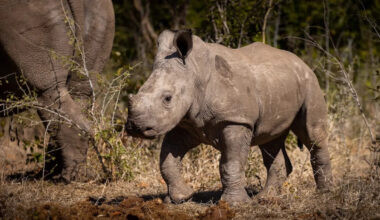 Baby Rhino With a Serious Case of the Zoomies Is the Cutest Thing on the Internet