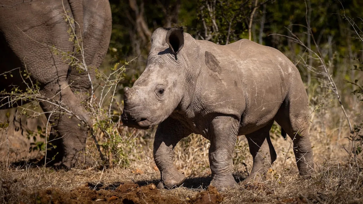 Baby Rhino With a Serious Case of the Zoomies Is the Cutest Thing on the Internet