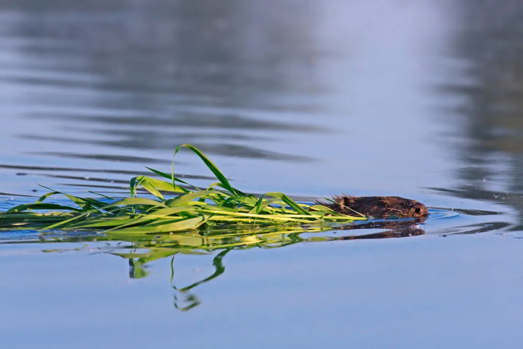 Close up of Eurasian beaver / European beaver (Castor fiber) swimming with branch in mouth to den / lodge. (Photo by: Arterra/Universal Images Group via Getty Images)